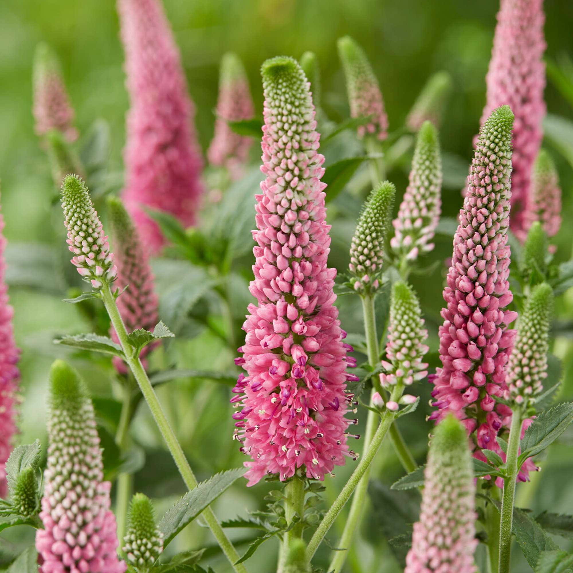 Strandveronika 'First Love'